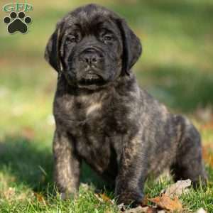 Buddy, English Mastiff Puppy